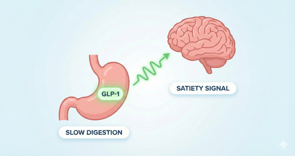 Infográfico limpo ilustrando o mecanismo do hormônio GLP-1 enviando sinais de saciedade do estômago para o cérebro.
